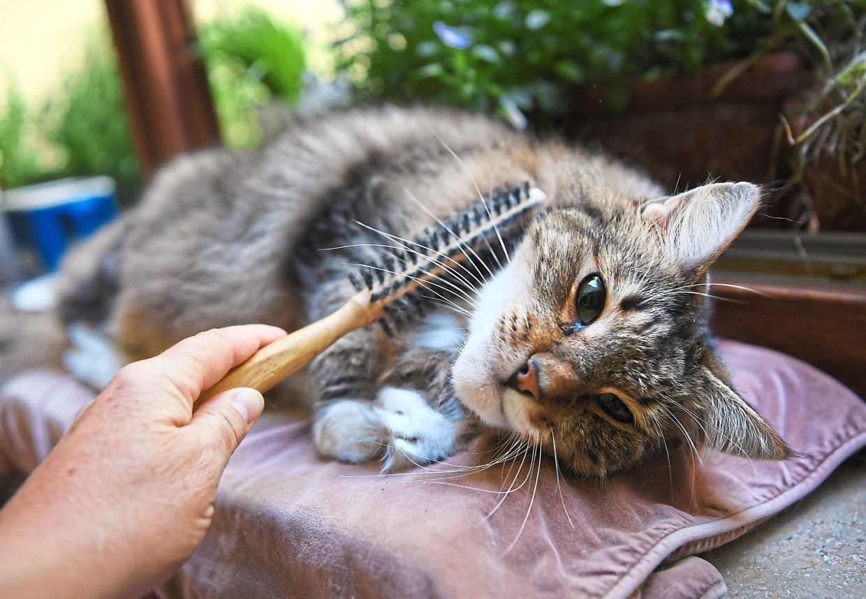 7 myths about human-animal allergies explained and busted