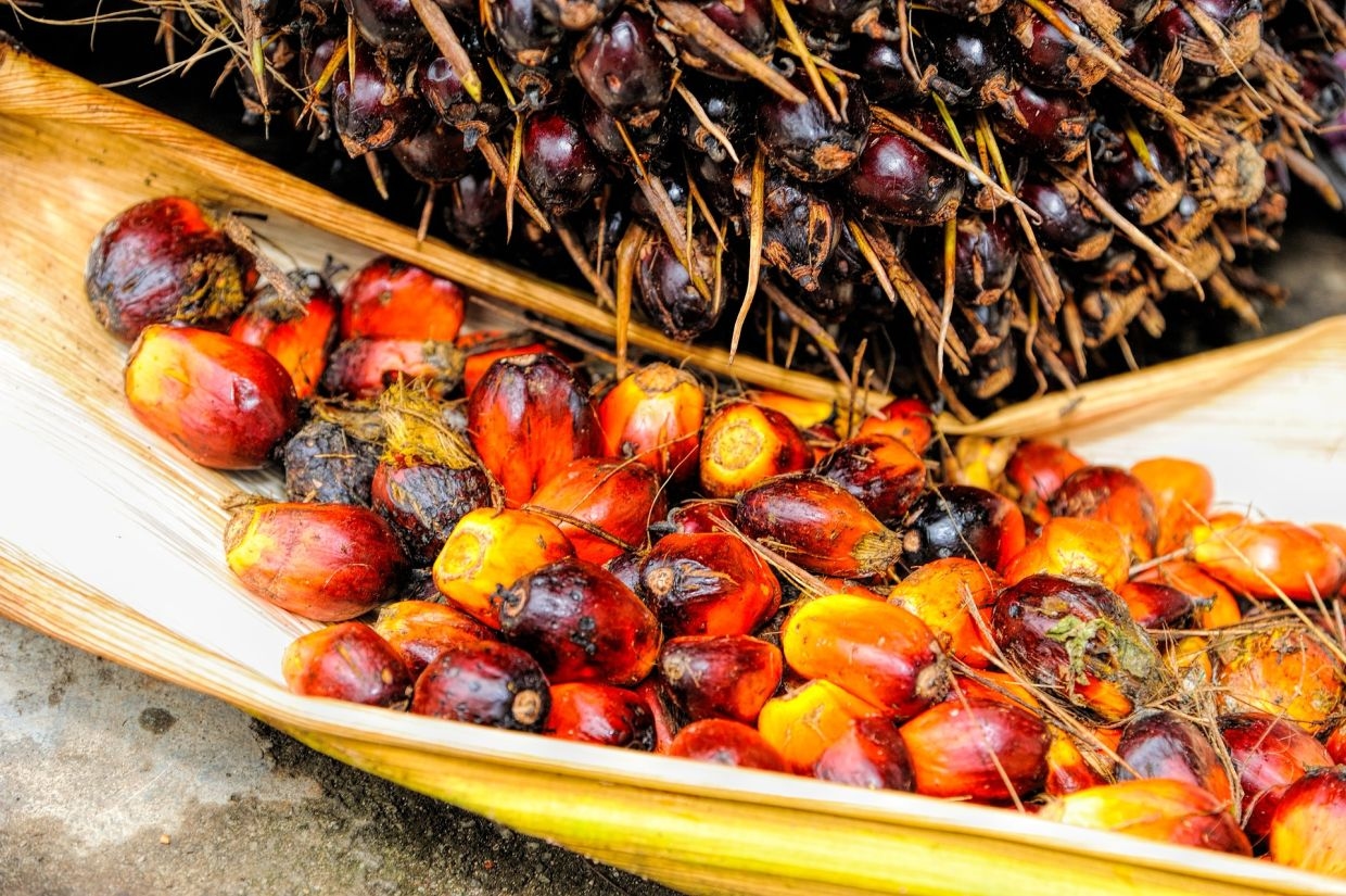 Malaysia hikes August crude palm oil reference price, raising duty to 9%