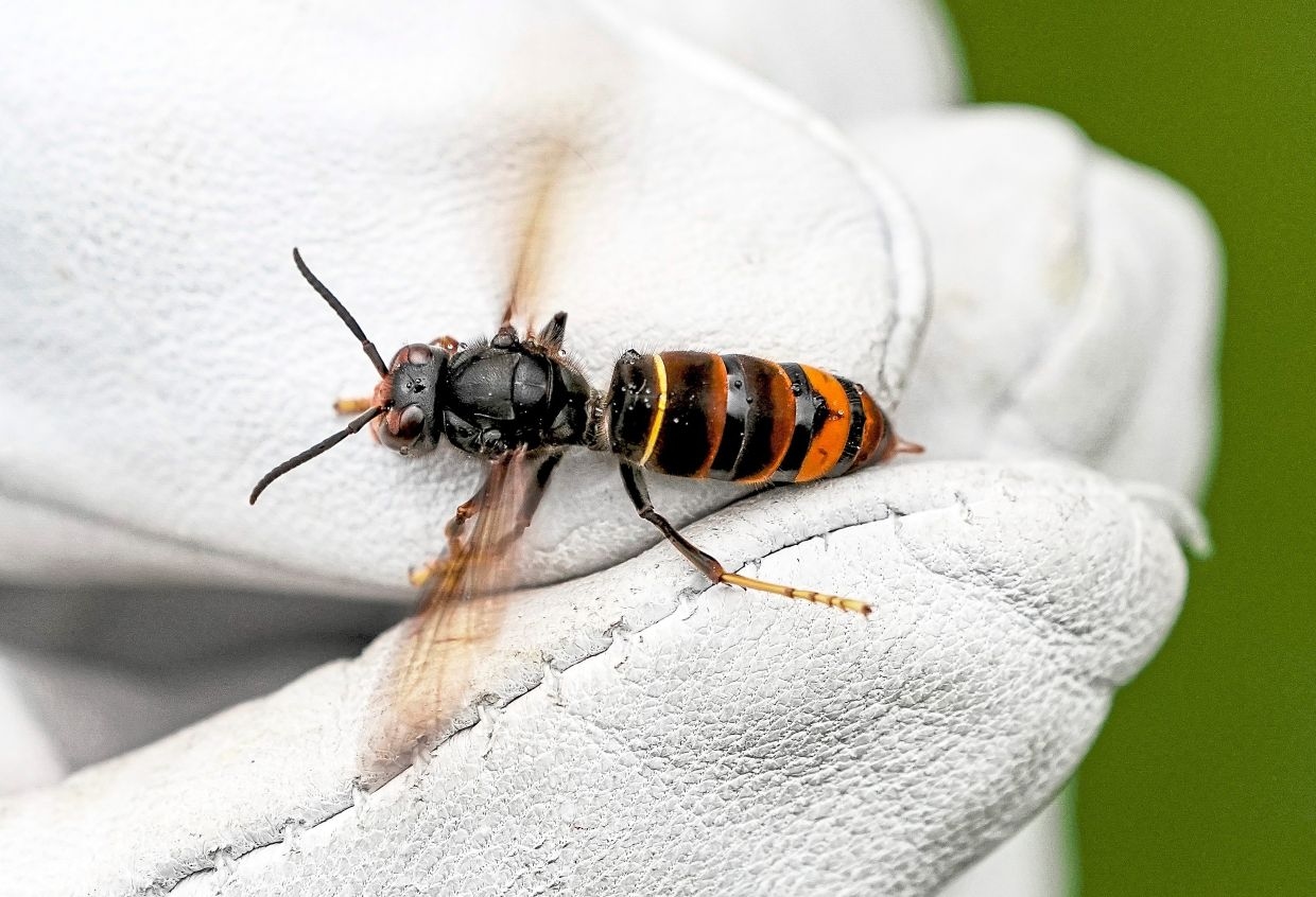 An invasive hornet is devouring bees across Europe, alarming beekeepers