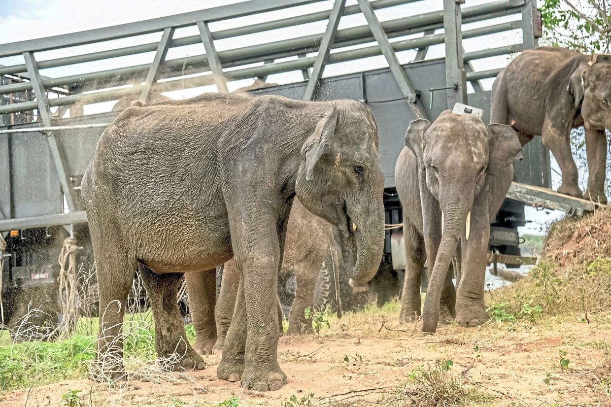 Orphaned elephants return to the wild