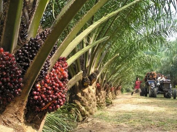 Over 50 tonnes of subsidised cooking oil sold in breach of guidelines, Auditor-General's Report reveals