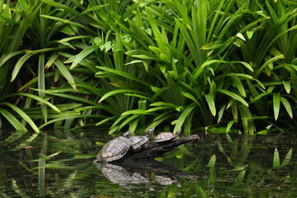 2,500 turtles seized in India and sent back to Singapore, put down humanely after salmonella detected