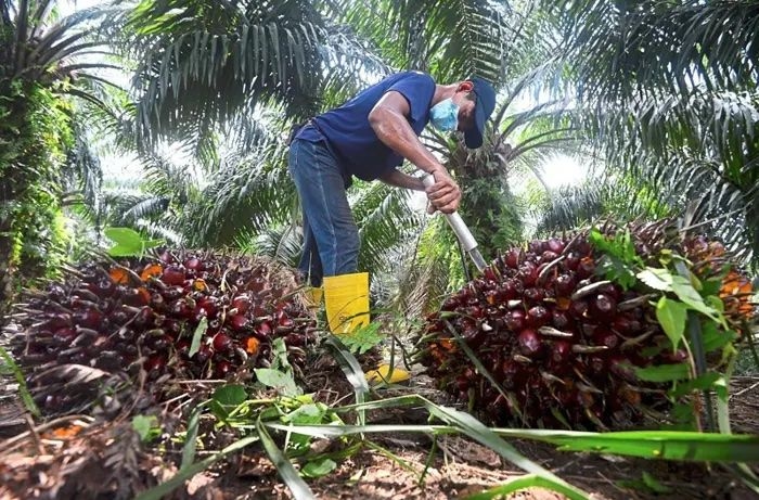 Malaysia's producer price index declined 4.2% in June 2025