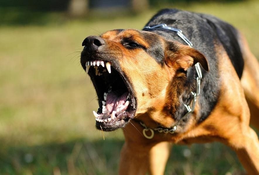 مأساة جديدة بأكادير.. وفاة سائحة سويسرية بعد تعرضها لخدش من كلب ضال