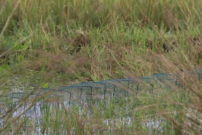 Bangladesh environmental lawyers group urges ban on illegal nets at JU campus to protect biodiversity