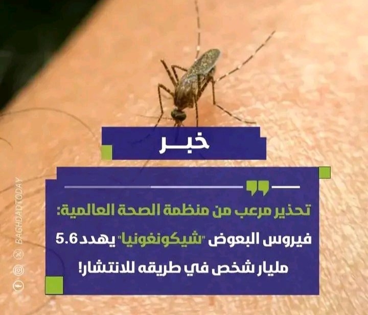 تحذير مرعب من منظمة الصحة العالمية: فيروس 'شيكونغونيا' ينذر بكارثة صحية ويهدد 5.6 مليار شخص!
