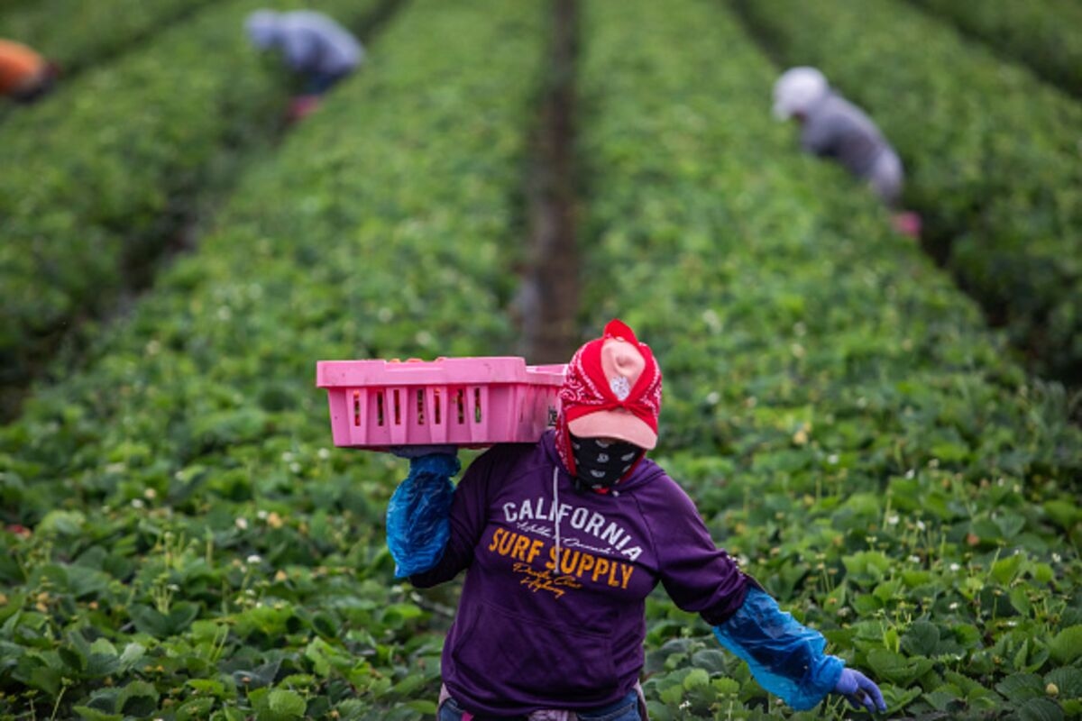 A ‘100% American' Farm Workforce? That's Delusional