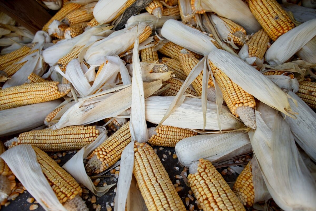 Corn and Soybeans Head for Weekly Losses as US Weather Stays Wet