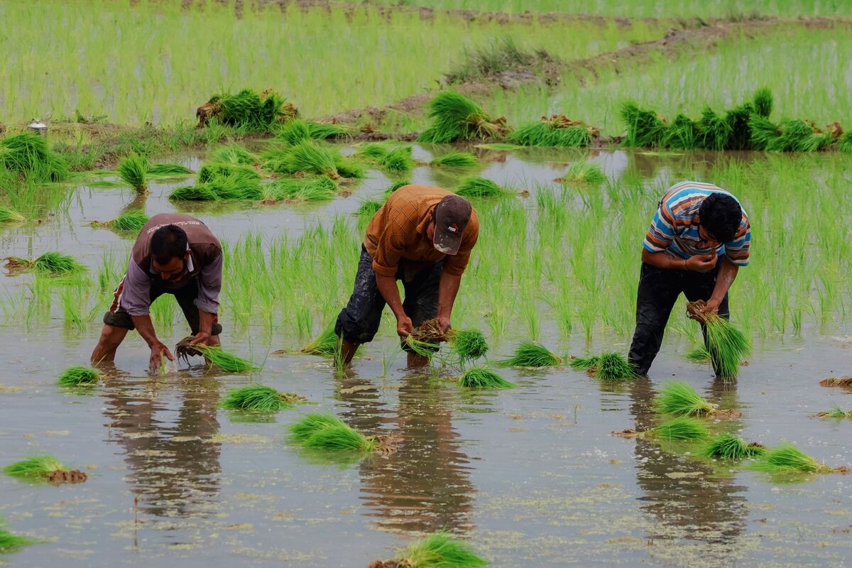 Indian Farmers Increase Sowing of Rice and Pulses as of June 20