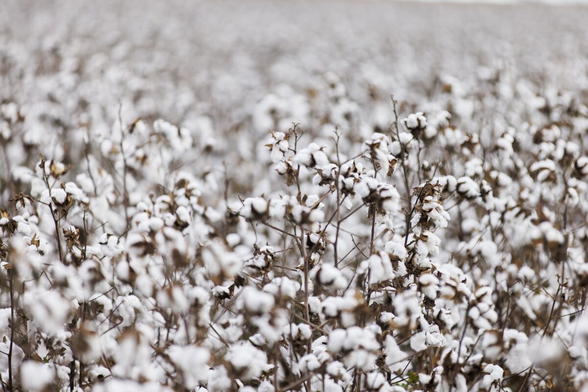 Commodity Trader ED&F Man Expands Into Cotton With Viterra Hires