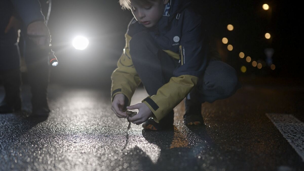 Risky Routes Showcases the Perils of a Toad's Journey Home
