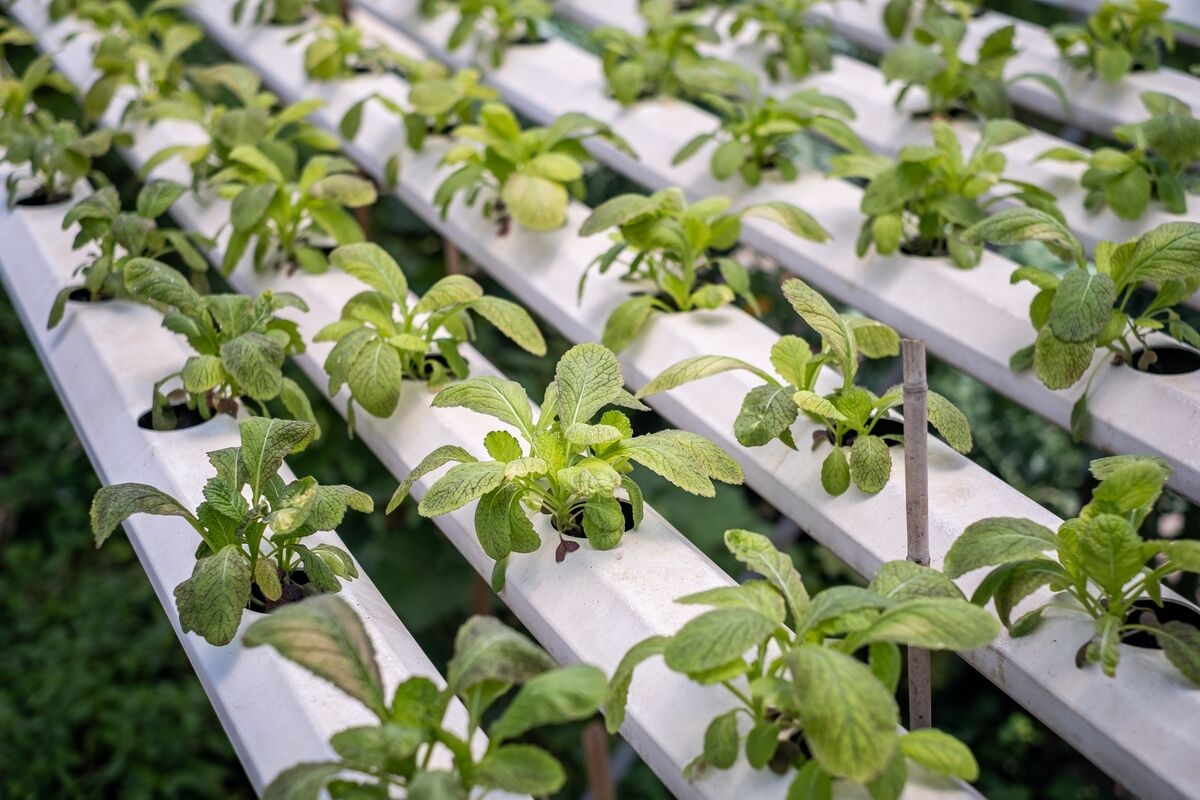 Mekong Capital Plans a $200 Million Agriculture Fund Next Year