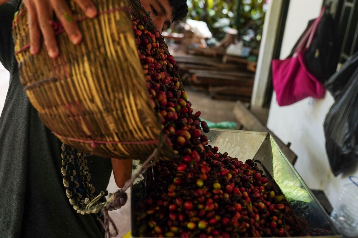 Arabica Coffee Advances as Weather Risks Add to Supply Concerns