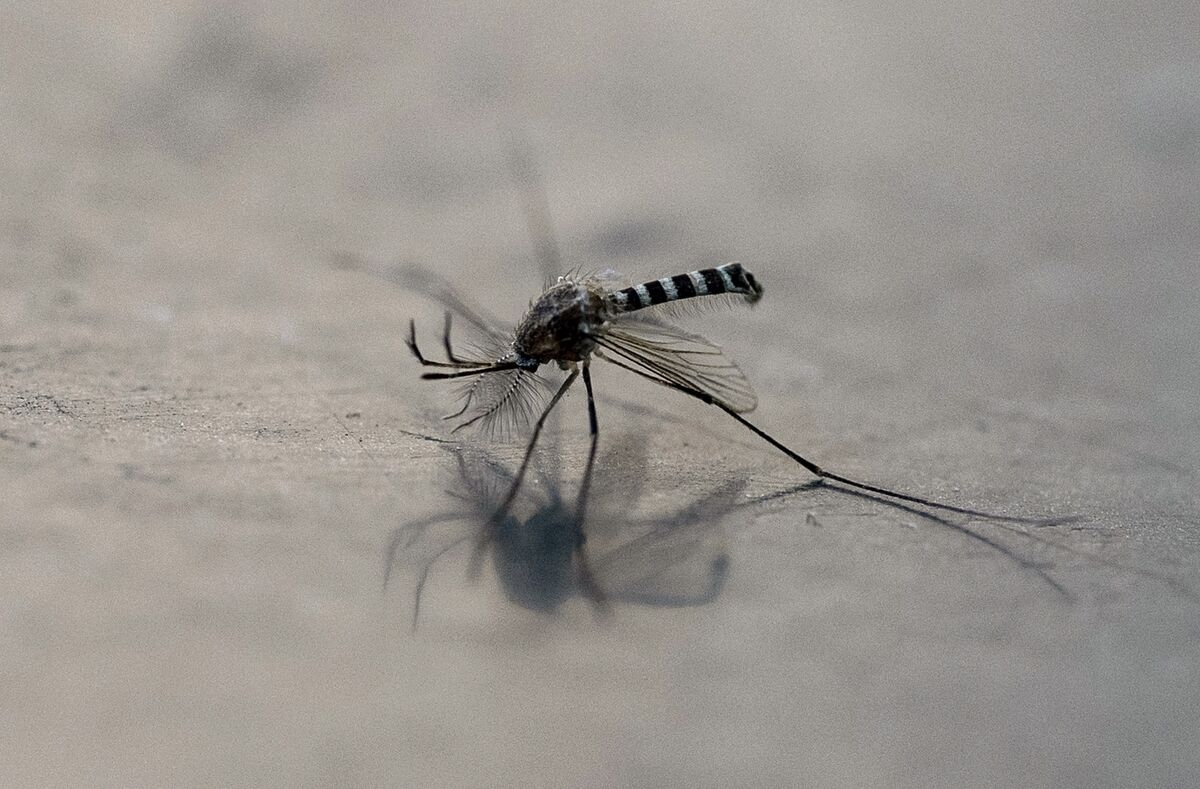 Novartis Wins Approval for First Malaria Treatment for Babies