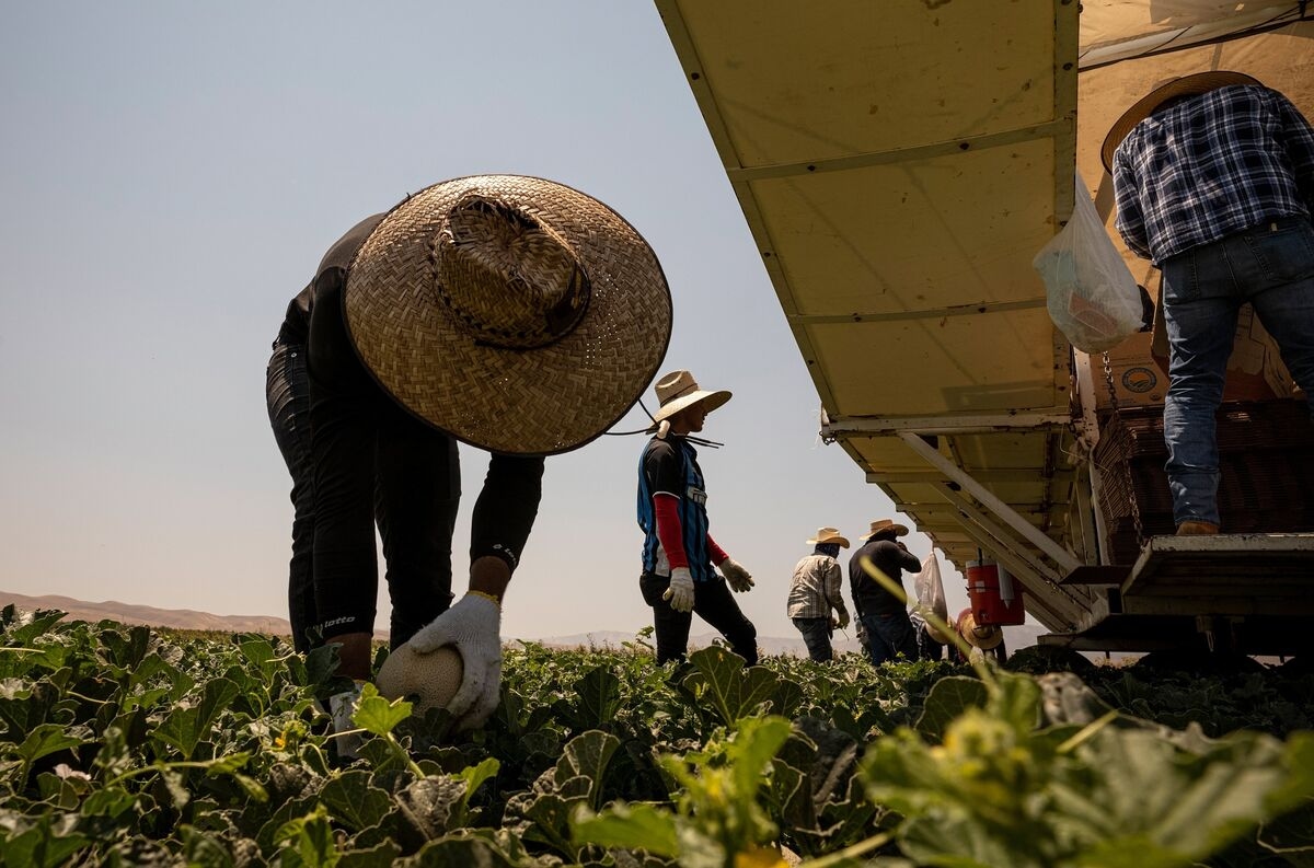 Raids on Farms Fuel Worries About America's Food