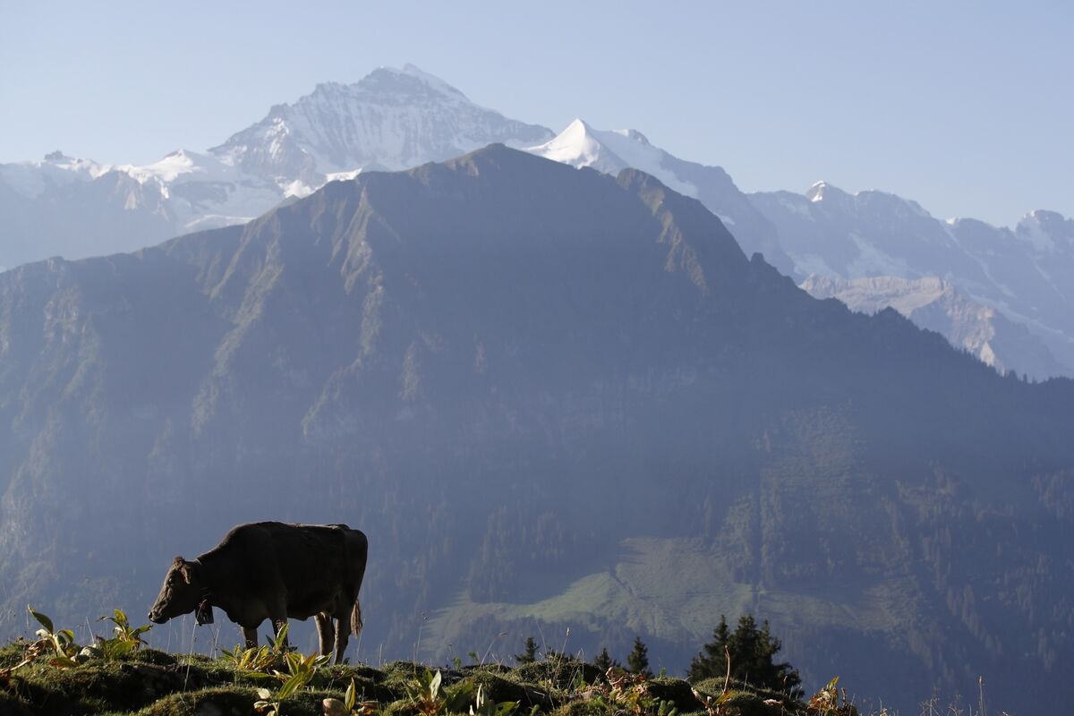 Trump Forces Switzerland to Question Its Love for Farmers