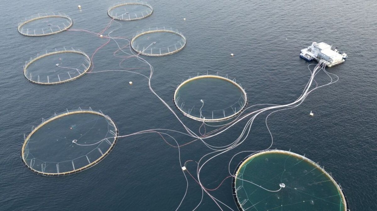 Fish Farmer Grieg Exits Canada in $990 Million Deal With Cermaq