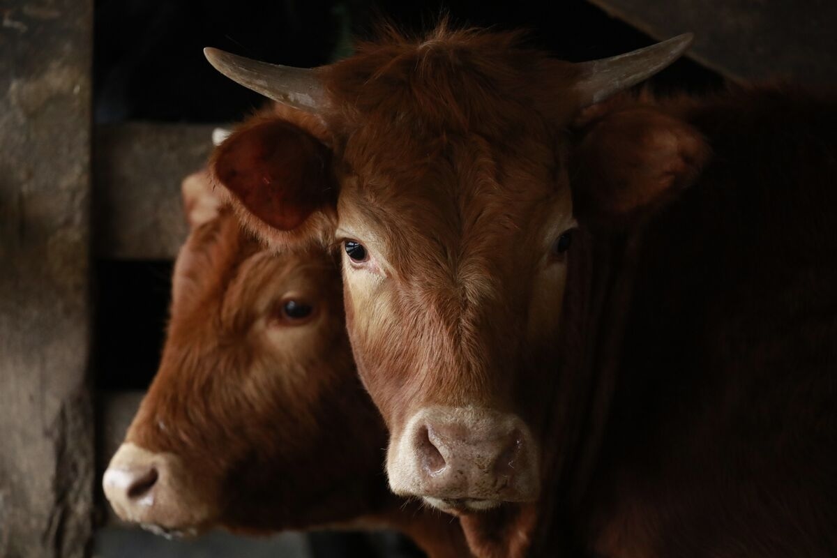 US Pauses Restart of Mexican Cattle Trade on Parasitic Fly Fears
