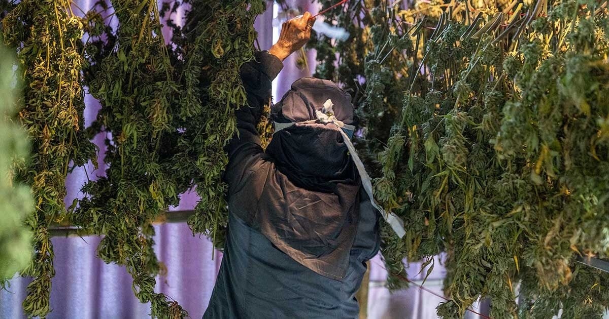 Thailand's Changing Cannabis Rules Leave Farmers in a Tough Spot