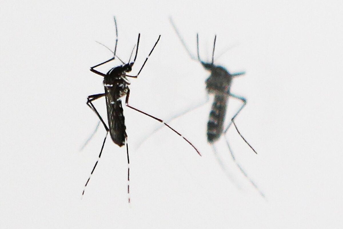 China Reports Record Outbreak of Painful Mosquito-Borne Virus