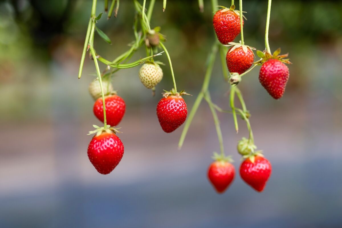 Allegra Stratton: Strawberries and Cream for Labour