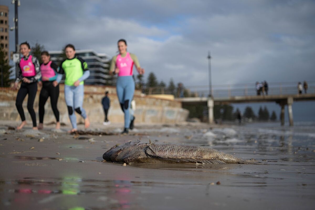 Australia's Growing Algal Crisis in South Devastates Marine Life