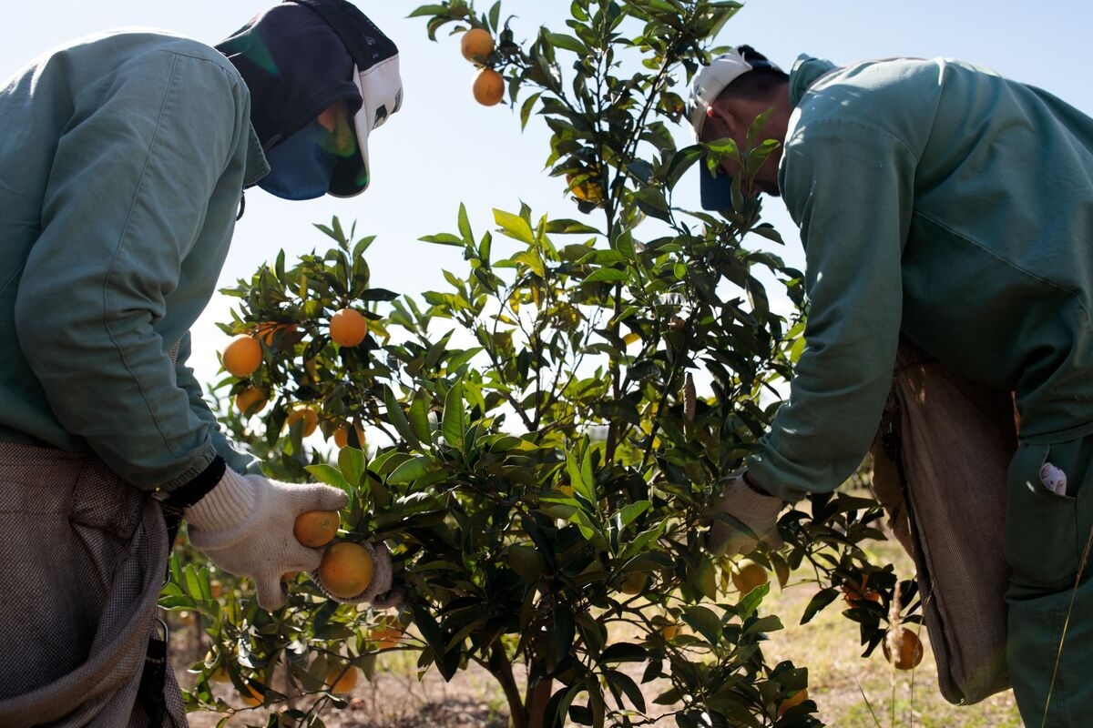 Orange Juice Importer Says Trump's Brazil Tariffs Will Raise US Prices