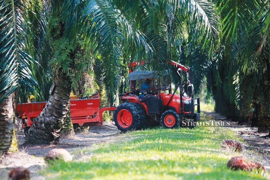Rising regulatory risks may force planters to scale back in Indonesia