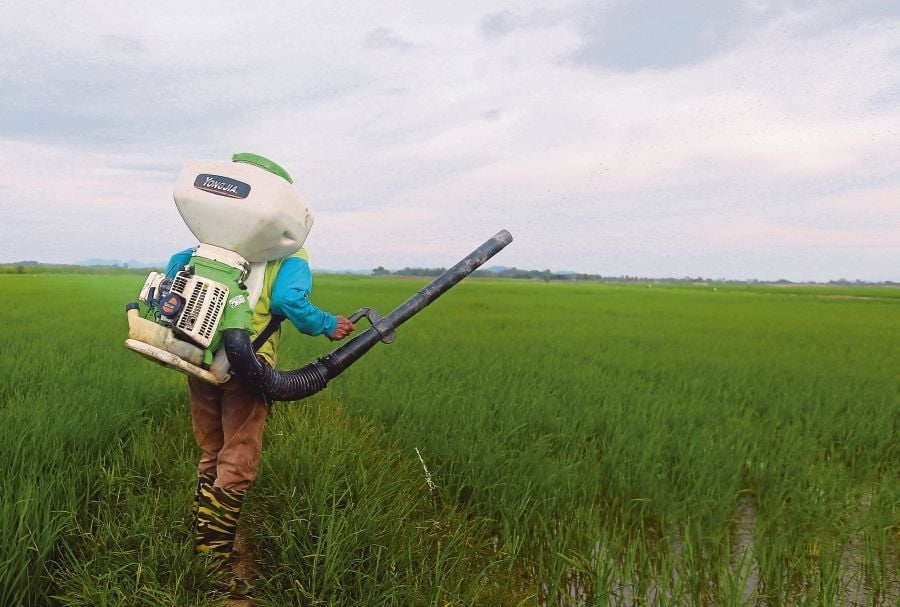 130,000 padi farmers still waiting a year on for incentives