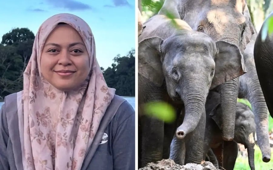 Bornean elephants are not pygmies