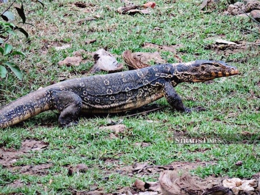 Police bust wildlife hunting, trafficking syndicate in Perak, Kedah