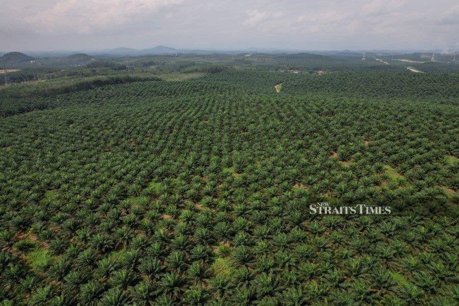 Malaysian palm oil futures edges up amid uncertainty over US trade deals