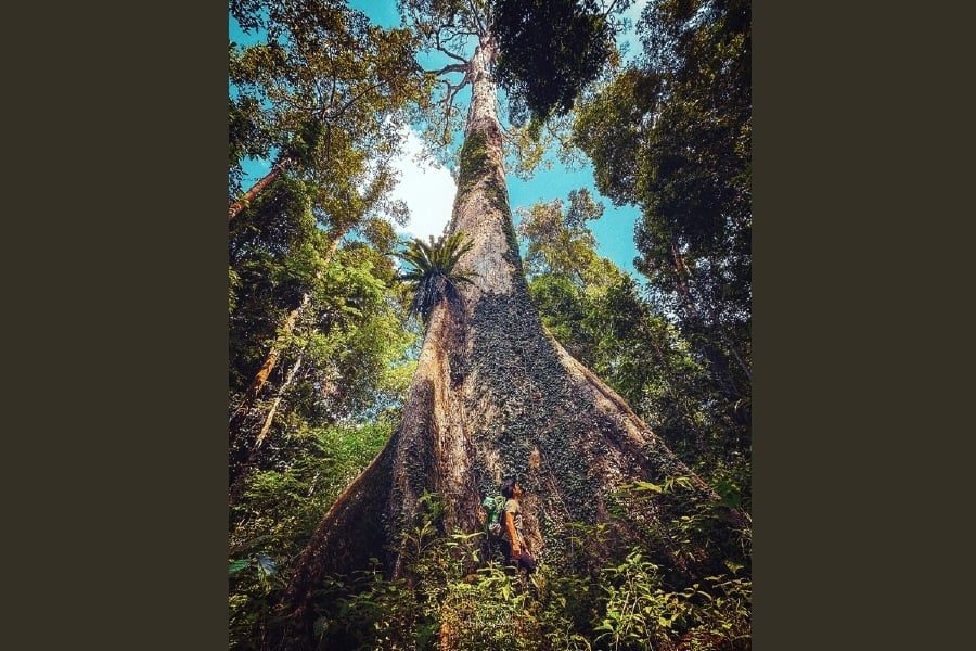 Iconic Kabili Monster tree confirmed dead after lightning strike
