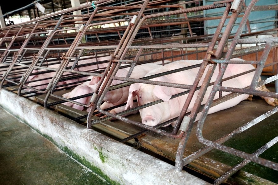 ASF outbreak hits three pig farms in Kampung Selamat, Penang