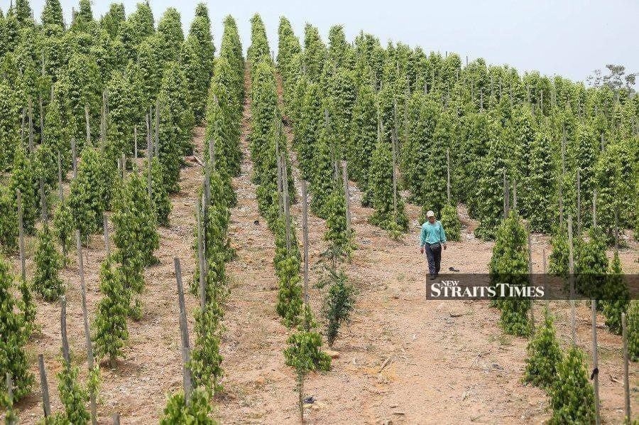 Malaysian pepper exports surge 24pc on strong global demand
