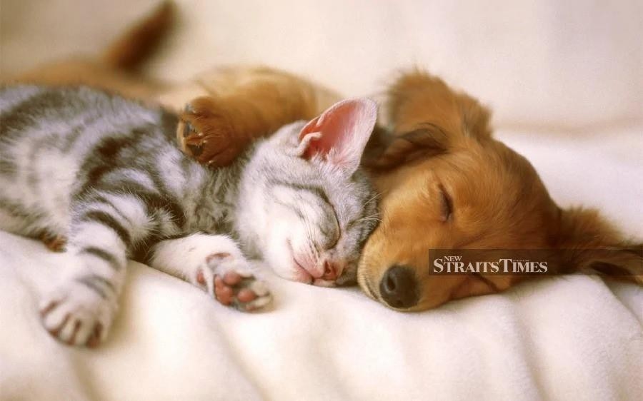 UK lawmakers pass bill to stop imports of kittens and puppies