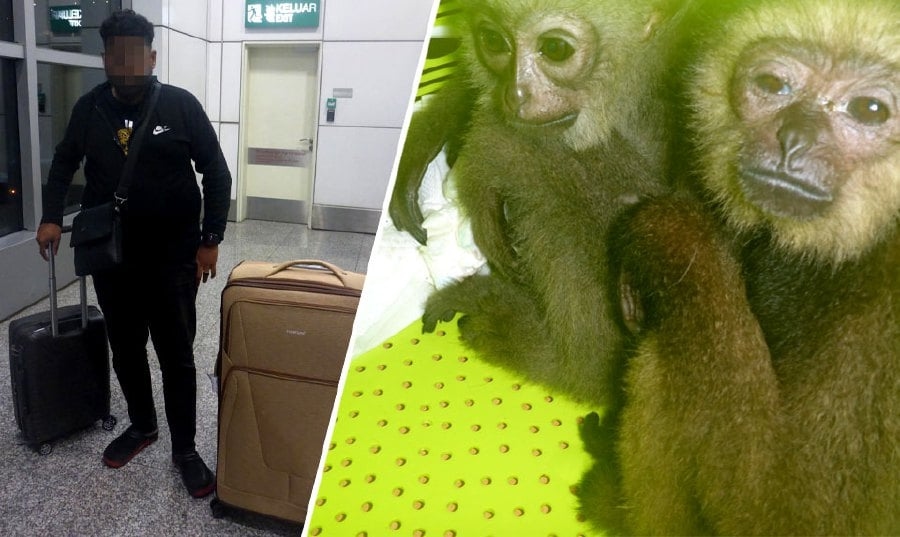 Man caught smuggling black-handed gibbons worth RM30,000 at KLIA