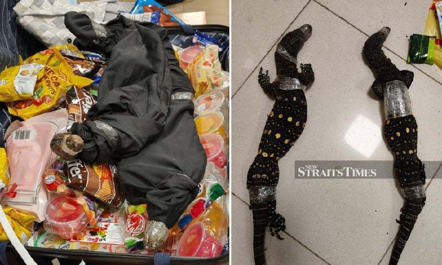 Animal rights groups call for action after lizards smuggled from India
