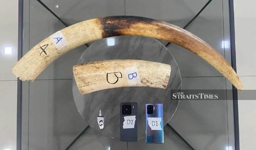 RM150,000 worth of elephant tusks seized; two detained