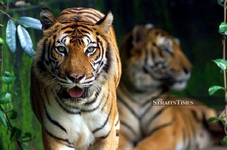 'Save the Malayan Tiger' campaign raises RM2.1mil since 2021