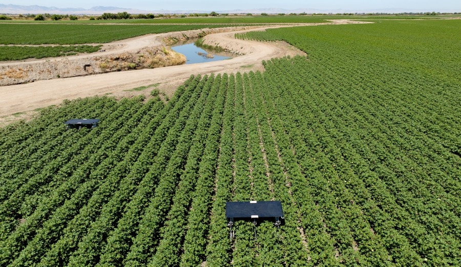 AI robots fill in for weed killers and farm hands