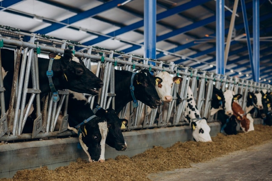 #HEALTH: Healthy animals mean healthy people