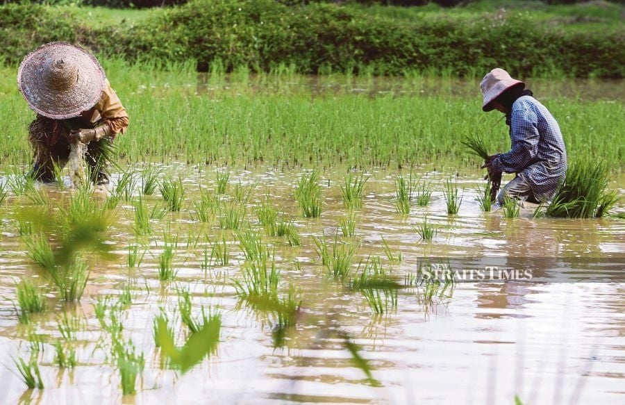 Five-season padi planting in two years reforms country's padi ecosystem