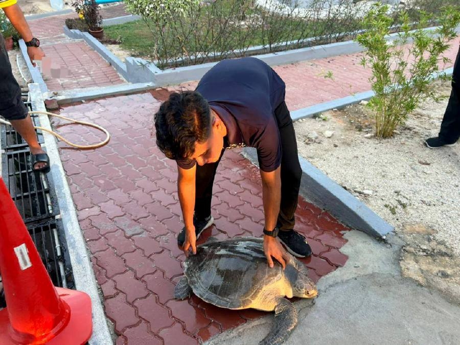 Injured sea turtle rescued after being thrown from boat