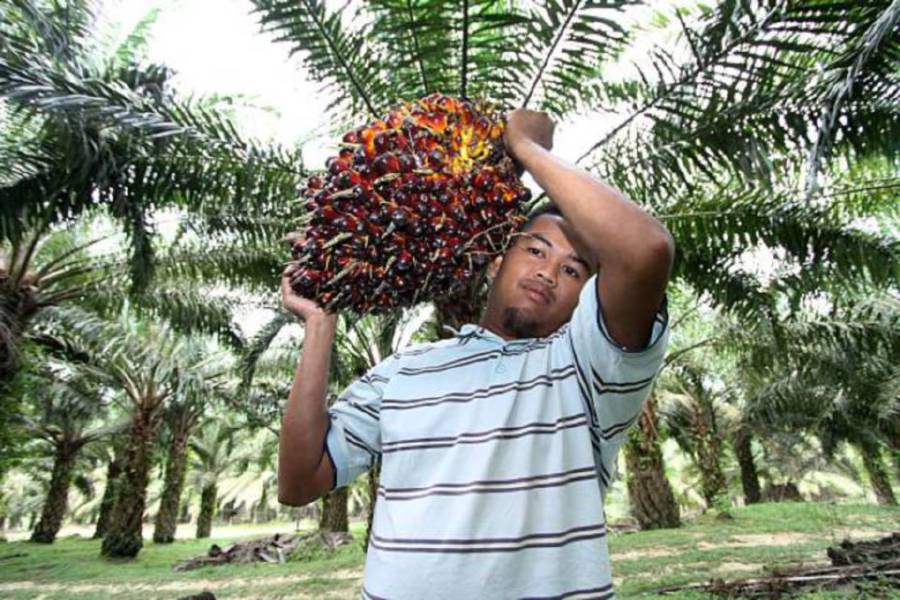 Palm tracks Dalian palm oil lower
