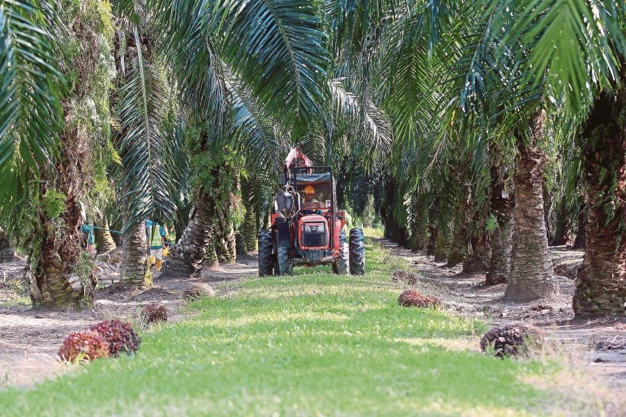 BMI maintains average annual CPO futures price at RM4,150 per tonne this year