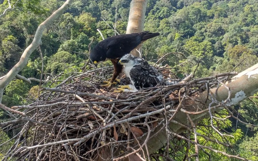 UniSZA researcher discovers rare red-bellied eagle nest in Terengganu