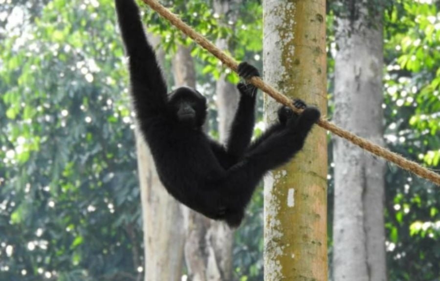Man arrested for smuggling exotic animals out of KLIA Terminal 1