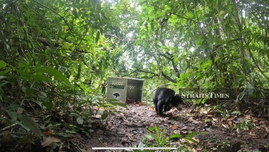 Traumatised and abused, this rescued sun bear finds freedom on camera