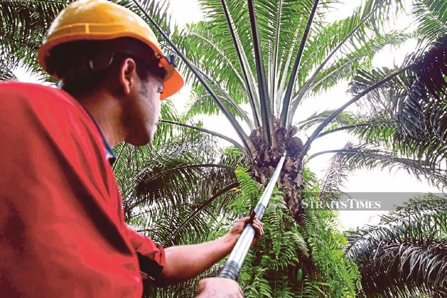 Palm follows rival oils higher